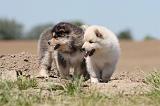 CHIEN FINNOIS DE LAPONIE 577